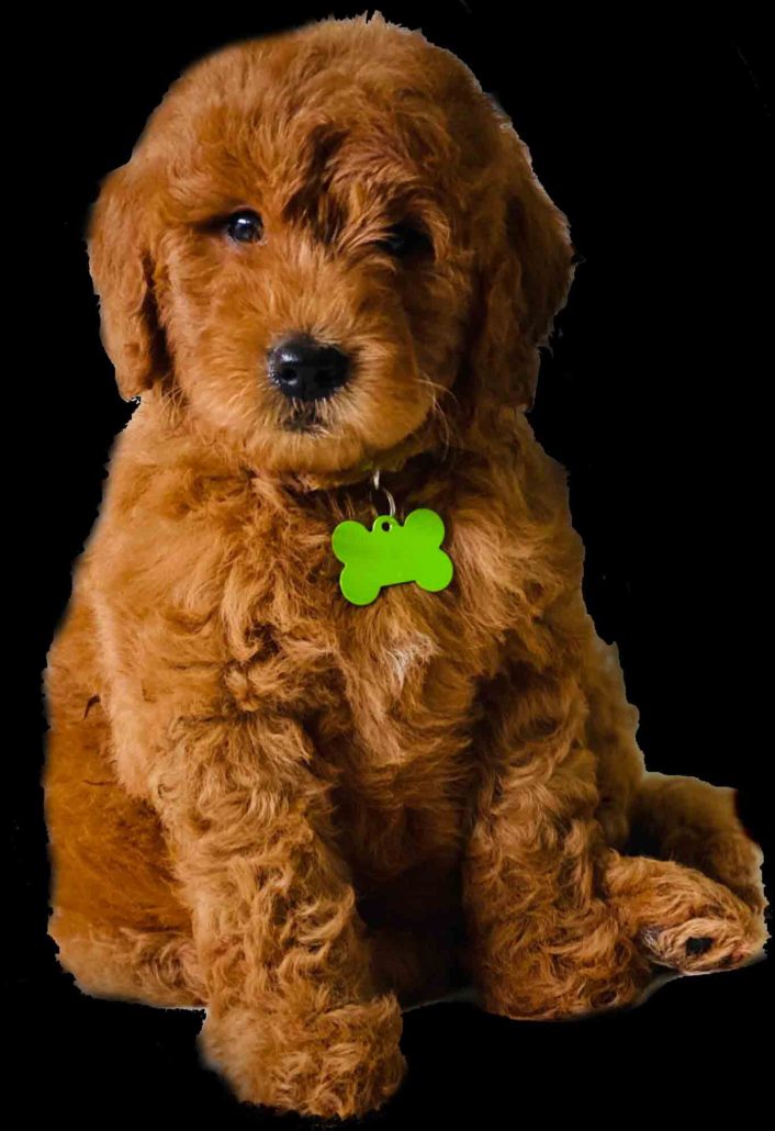 Golden doodle puppies for sale