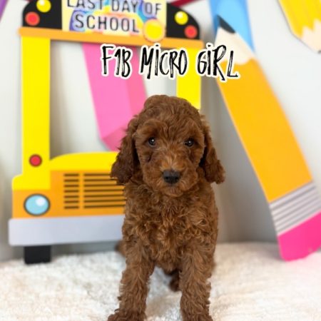 f1b micro mini goldendoodle for sale