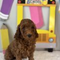micro mini golden doodle for sale