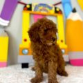 micro mini goldendoodle puppies near me