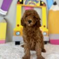 micro goldendoodle puppies florida