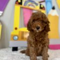 micro goldendoodle for sale