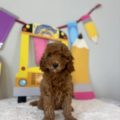 micro mini golden doodle puppies florida