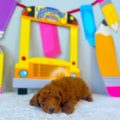 mini golden doodle puppies for sale florida