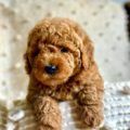 mini golden doodle breeder