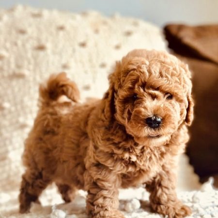 mini golden doodle puppies