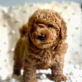 mini golden doodle breeders