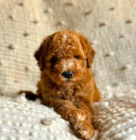 mini golden doodle puppy for sale