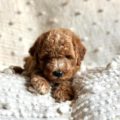best mini goldendoodle breeder