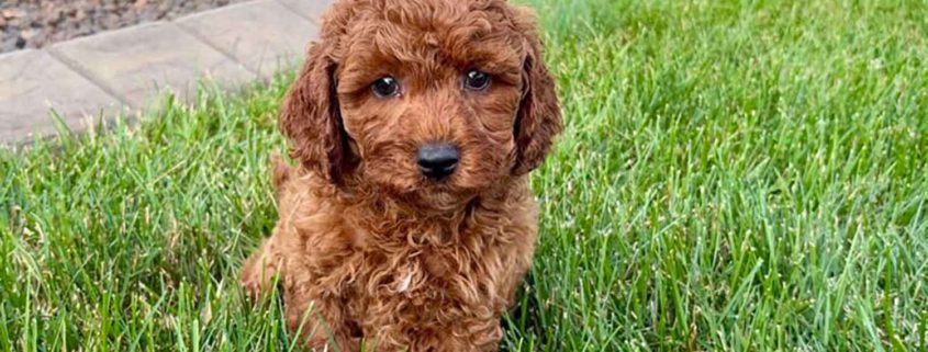 cavapoo puppies for sale