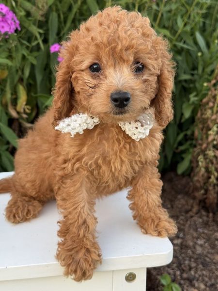 mini golden doodle puppy