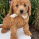 mini golden doodle puppy