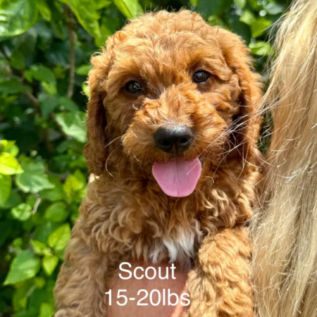 Mini Goldendoodle puppy for sale