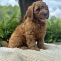 mini goldendoodle puppies virginia