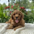 mini golden doodle puppies near me