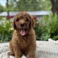 mini goldendoodle puppies
