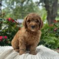 mini goldendoodle breeder