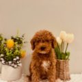 mini goldendoodle breeders florida