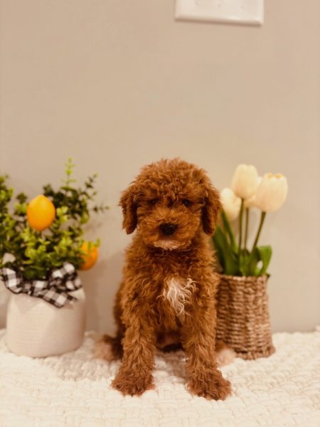 mini golden doodle puppies