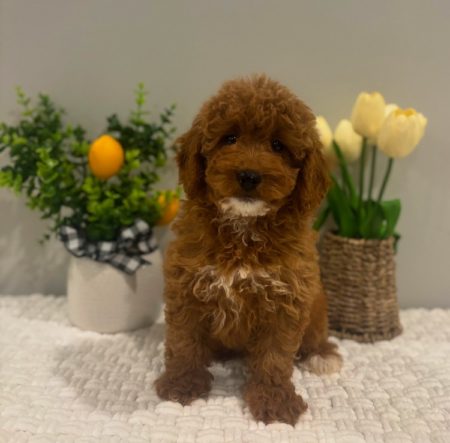 micro mini doodles for sale near me