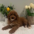 golden doodle breeders in georgia