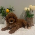 micro golden doodle puppies for sale