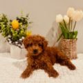 tea cup goldendoodle puppies
