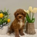 goldendoodle breeders in Tampa