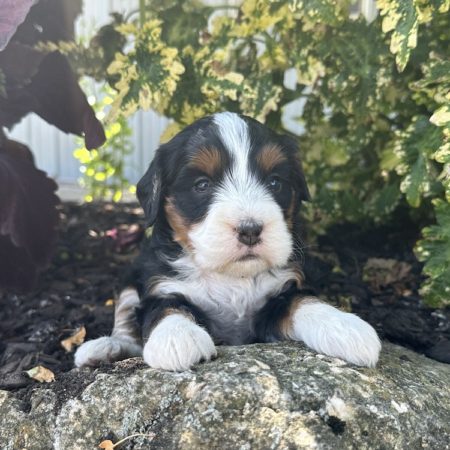 mini bernedoodle for sale