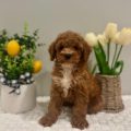 mini golden doodle puppies Orlando