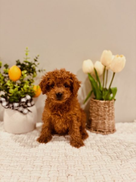 mini goldendoodle puppies for sale