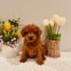 mini goldendoodle puppies for sale