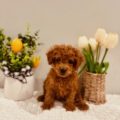 micro goldendoodle breeder
