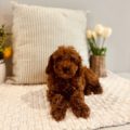 tiny goldendoodles for sale