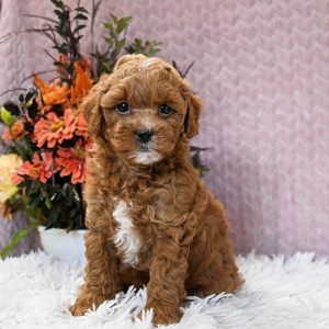 micro goldendoodle puppies for sale in florida
