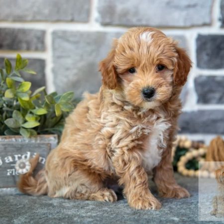 mini goldendoodles for sale