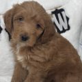 micro mini goldendoodle puppies