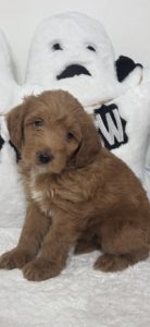 micro mini goldendoodle puppies