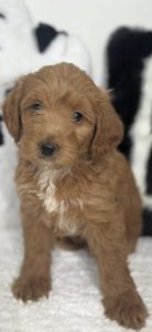 micro goldendoodle puppies