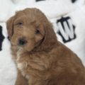 micro mini goldendoodle for sale