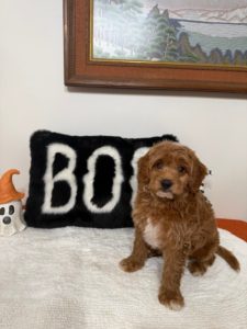 minature golden doodle breeders