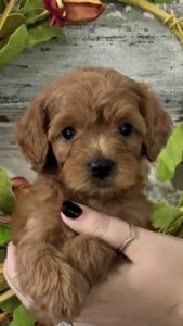 micro golden doodle puppies near me