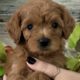 micro golden doodle puppies near me