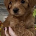 mini goldendoodle puppies near me