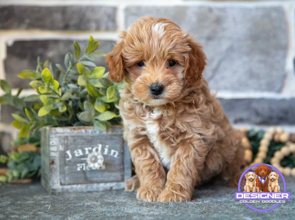 Micro mini goldendoodle puppies for sale Florida – DNA health-clear litter Designer Mini Doodles