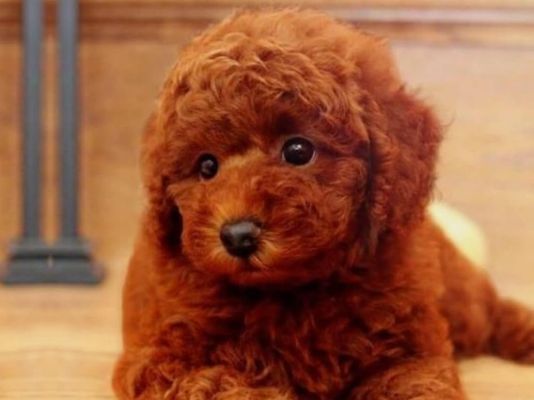 AKC toy poodle puppy