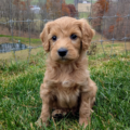 Mini Golden doodle breeders in Florida
