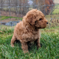 mini goldendoodle puppies near me