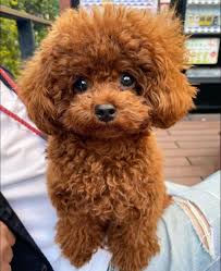toy poodle puppy 2 enjoying life