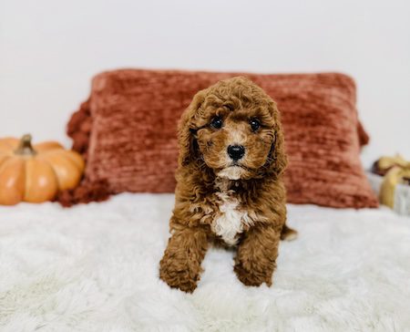 mini goldendoodle puppies
